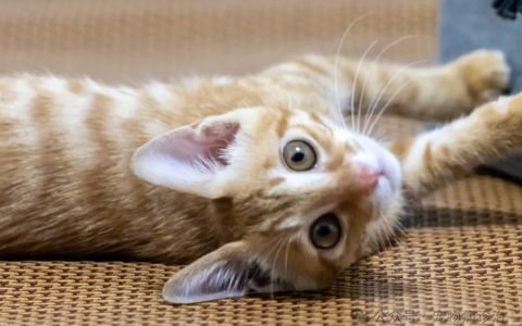 选猫指南：本土猫VS品种猫，哪个更适合你？