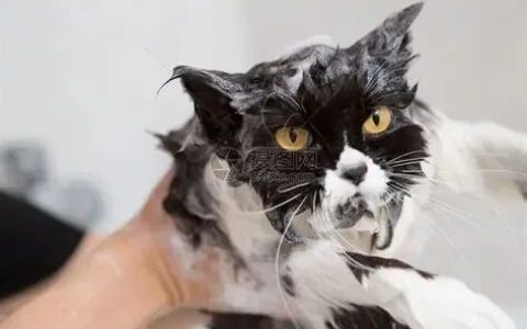 猫咪洗澡频率指南：其实你家猫可能一辈子都不用洗澡