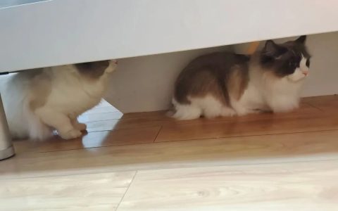 养猫到底值不值？一个有猫两年的铲屎官告诉你真相