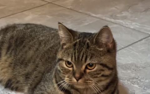 养田园猫的五大误区：这些错误做法，可能害了你的猫