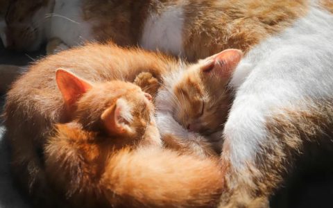 第一次养猫？这份完整养护清单帮你少走弯路