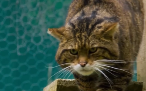 猫咪信任度测试：这六种表现说明它还没完全接纳你