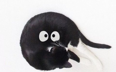 养猫必做的家庭消毒指南：方法、时机和那些千万不能用的东西