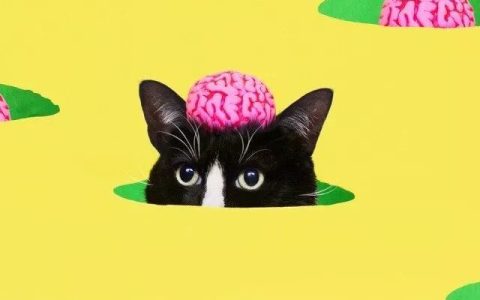 猫咪总是乱尿？四大原因逐一排查，对症才能根治