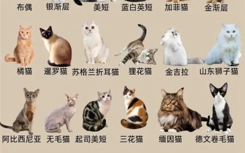 新手选猫指南：24种常见猫咪品种性格特点全解析