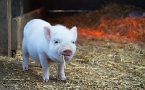 小香猪是什么猪？体貌特征、食用价值与宠物潜力全解析