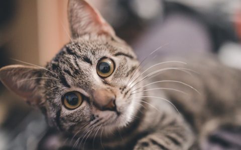 天竺鼠怎么养？新手必看的天竺鼠饲养完全指南（饮食/日常/医疗）