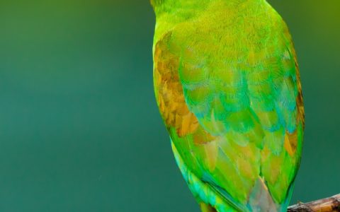 小太阳鹦鹉怎么养？从雏鸟到成鸟的完整饲养教程