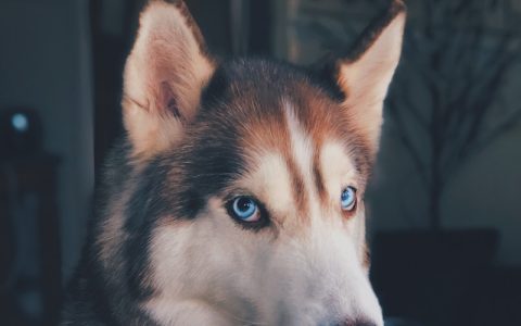 银狐犬多少钱一只？全国价格行情及购买注意事项详解