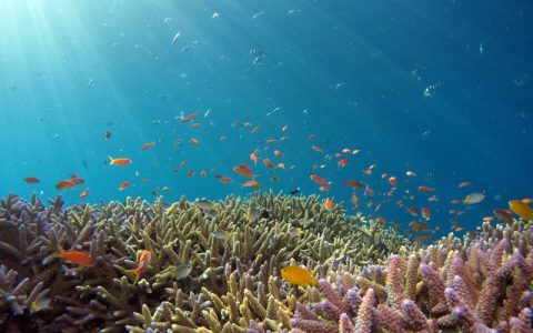 为什么广东人水池里养银龙鱼？一首神曲引发的龙鱼文化解读