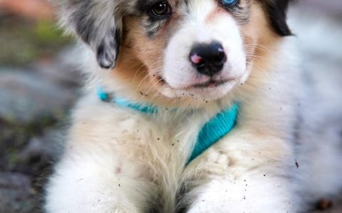 萨摩耶是什么犬？颜值、性格、智商与饲养全面介绍