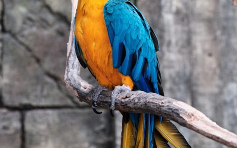 养龟新手入门指南：从选龟到疾病预防，零基础也能养好乌龟