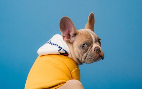 宠物猪养100天后被吃掉：日本博主事件引发的宠物伦理争议