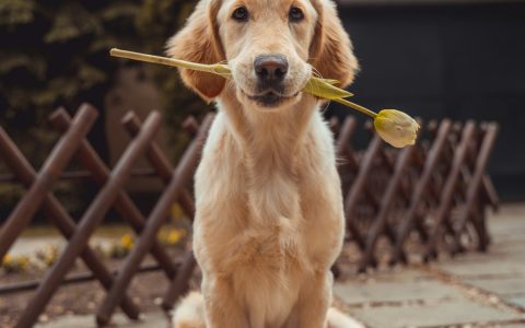 新手养柴犬必看8条忠告：这些血泪经验早知道早受益