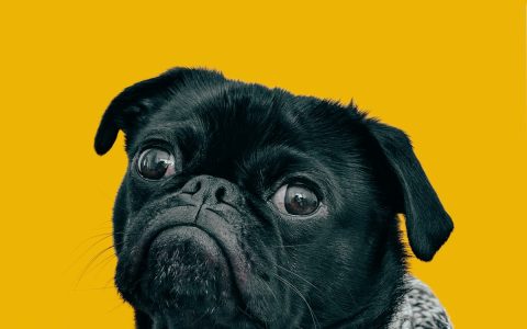 日本柴犬和中华田园犬，看起来很像，其实差别大了去了