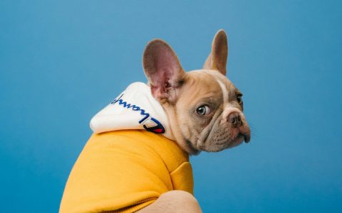 柴犬宁可被勒变形也不往前走？它不是犟，是有"狼性底色"