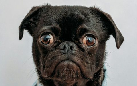 西施犬、京巴、拉萨犬长得那么像，怎么区分？一文讲清楚