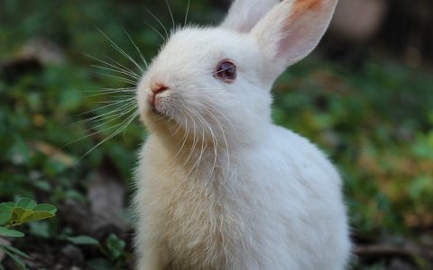 怎么挑选靠谱的宠物医院？避坑指南：资质、设备、口碑、收费全攻略