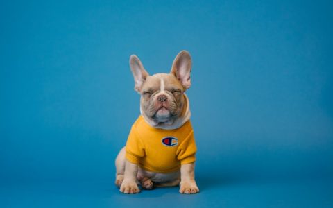 法国斗牛犬怎么训练？掌握三大核心方法让法斗乖乖听话