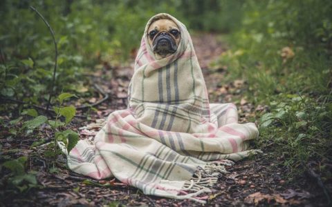 狗狗鼻头变干是什么原因？三种情况判断与科学应对指南