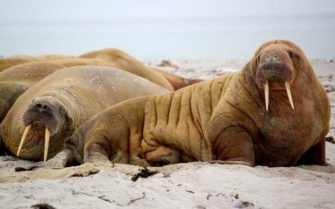 狗狗耳朵从粉色变黑色是什么原因？三大原因与应对方法详解