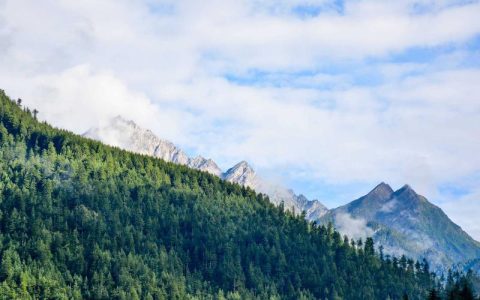 狗狗夏天能吃冰激凌吗？正确降温方法与冰冻食物喂食指南