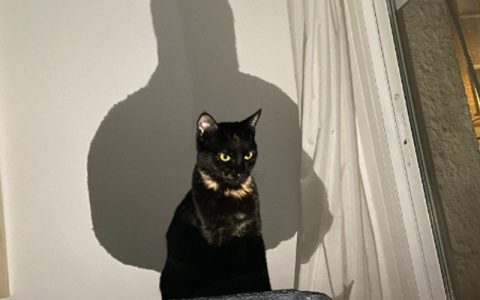 领养成年猫是什么体验？从陌生到亲密的完整磨合指南