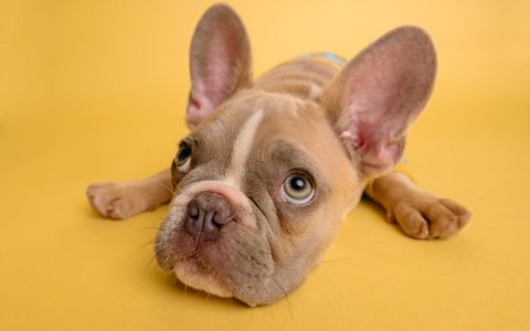 泰迪和比熊哪个更爱叫？两种犬吠叫特点全面对比分析