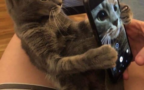 猫咪穴位按摩指南：14个穴位位置、功效与手法全解析