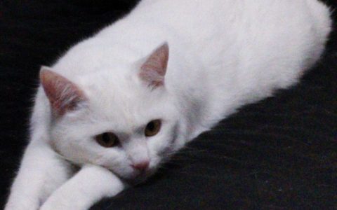 猫咪为什么喜欢陪在你身边？6个原因读懂猫咪的无声陪伴