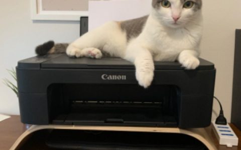 猫咪最讨厌这10件事！铲屎官必须避开的行为清单