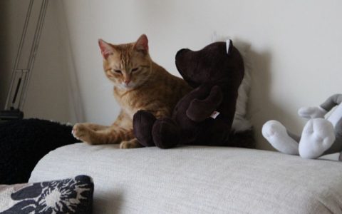 猫咪为什么迷恋弹力绳？3个原因+安全玩耍注意事项