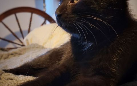 猫咪鱼油怎么喂？5种喂法大比拼，告别"人猫大战"