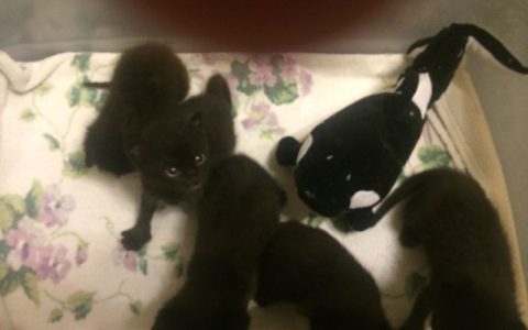 猫咪为什么喜欢守着你做饭？6个原因解析猫咪的"厨房情结"