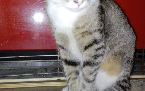 猫咪可以出去遛弯吗？遛猫完整指南：判断、训练、装备全攻略