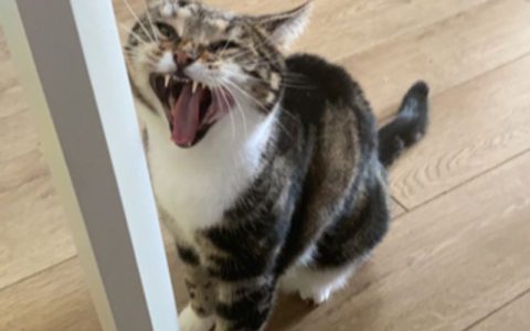 猫咪肚子下面软乎乎的是什么？揭秘猫咪\