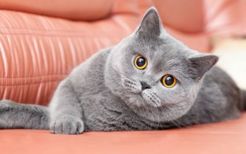 猫咪能感知搬家吗？带猫搬家前必看的4个关键信号与安抚指南