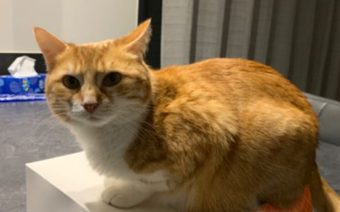 猫咪被"惯坏"的11个表现，你家中了几条？