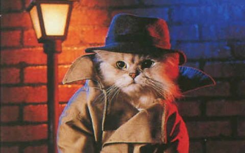 猫咪为什么喜欢陪你上厕所？7个原因揭秘猫咪的\