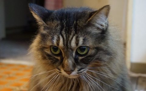 家里这14种植物对猫咪有毒！养猫必看的危险植物清单