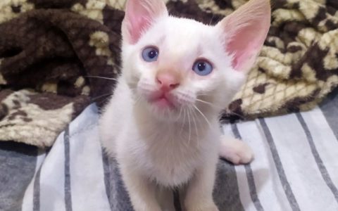 猫咪尿闭是什么病？危险信号识别+预防方法全指南