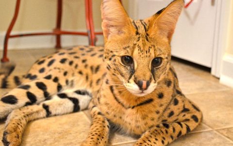 猫咪睡醒就来找你是什么意思？情感需求与生理需求全解析