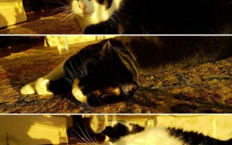 猫咪可以喝酸奶吗？营养师级解答+4大喂食误区