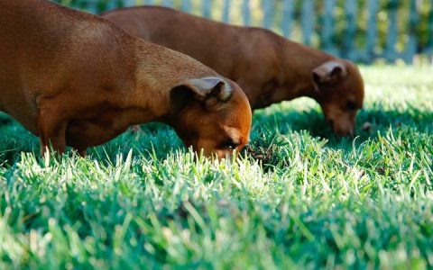 柴犬怎么养？从喂养训练到四季护理的全面攻略