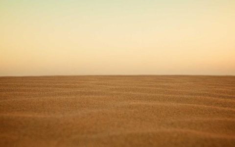 西高地白梗怎么养？皮肤护理与日常饲养完整指南