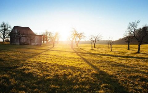 法国斗牛犬怎么养？呼吸散热与日常护理完整指南