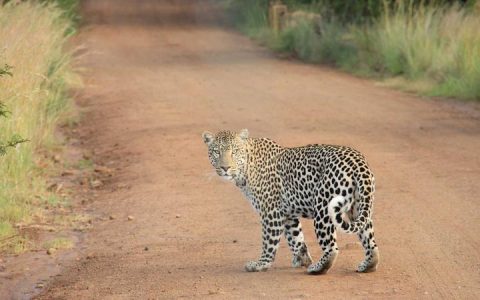 腊肠犬怎么养？长背短腿的脊椎守护完全指南