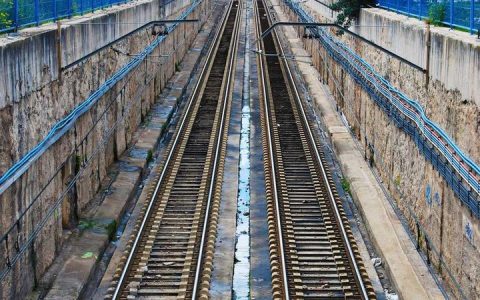 柴犬掉毛怎么办？4种有效改善脱毛的营养方法