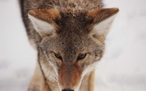 母柴犬来月经怎么照顾？发情期护理与配种知识完整指南