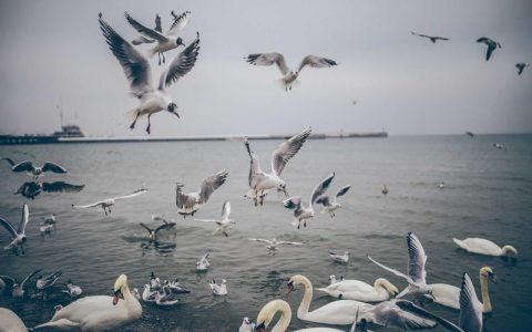 狗狗耳朵边缘结痂是什么皮肤病？两大原因与正确处理方法详解